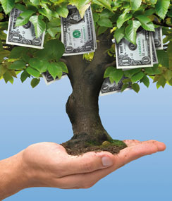 Money tree held in the palm of a hand